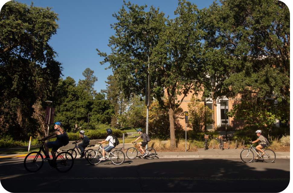Cyclists riding along a sunlit, tree-lined street past a brick house