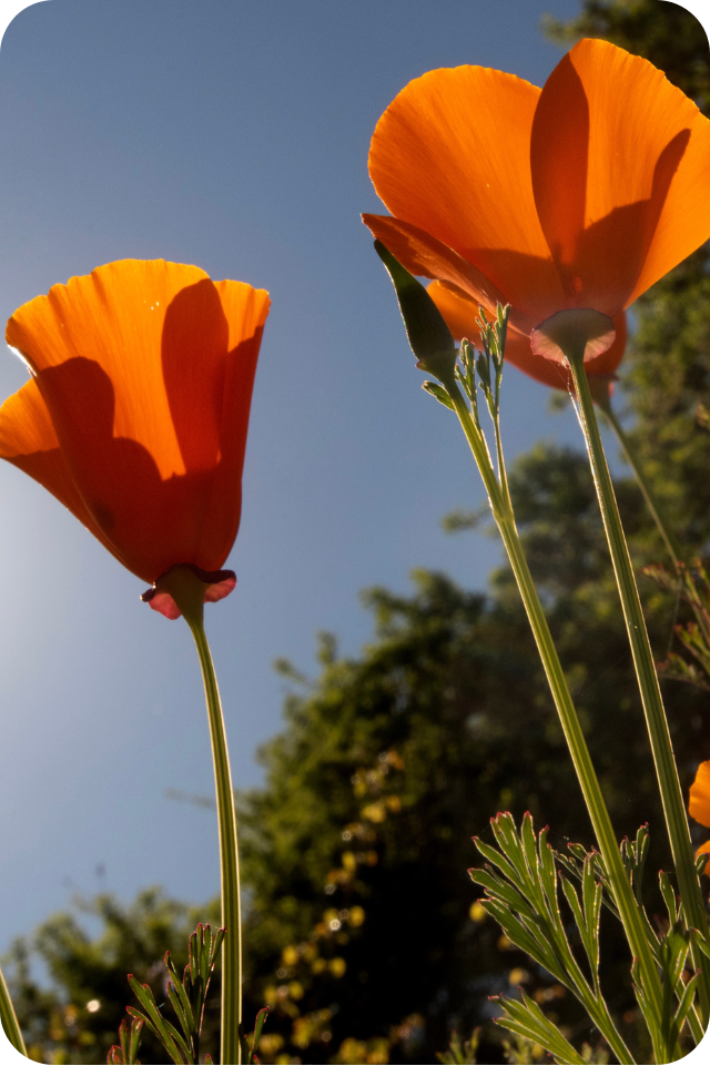 Two bright orange poppies on slender stems, backlit against a clear blue sky