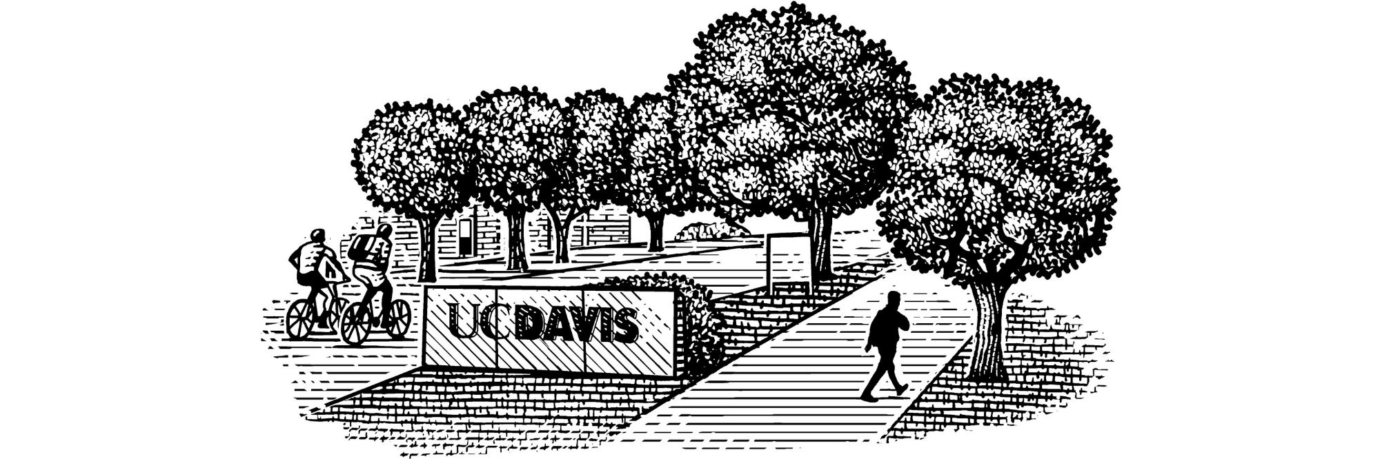 Pen-and-ink illustration of UC Davis sign by tree-lined path with walking figure