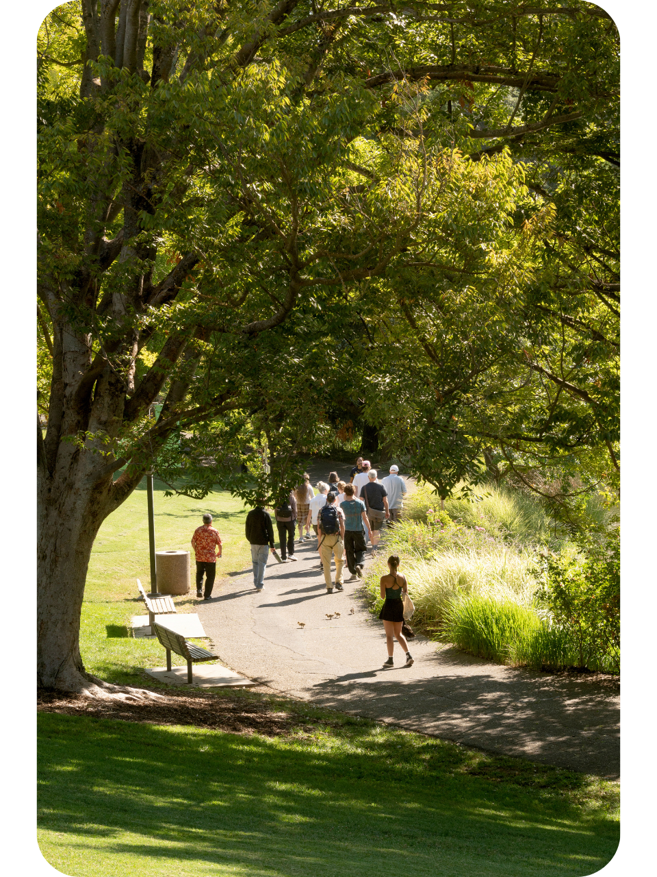 People strolling on a sunlit, tree-shaded park path with green lawn