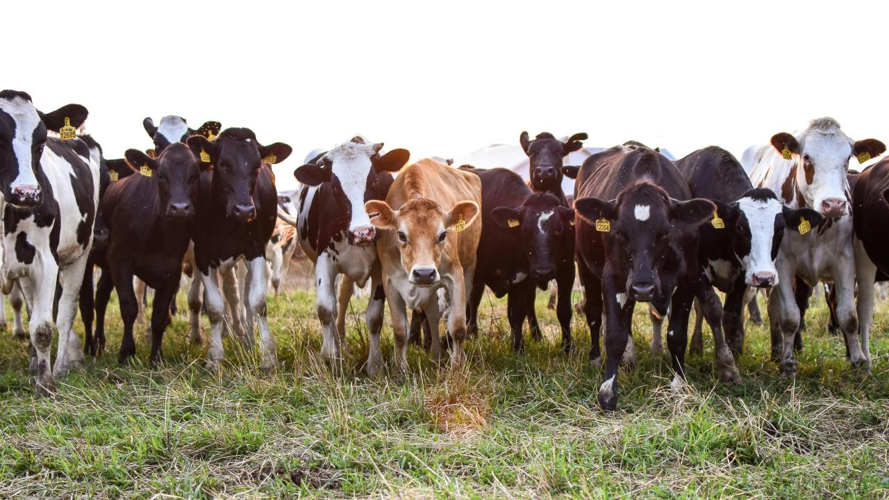 Group of black-and-white dairy cows and one brown calf standing on a grassy field