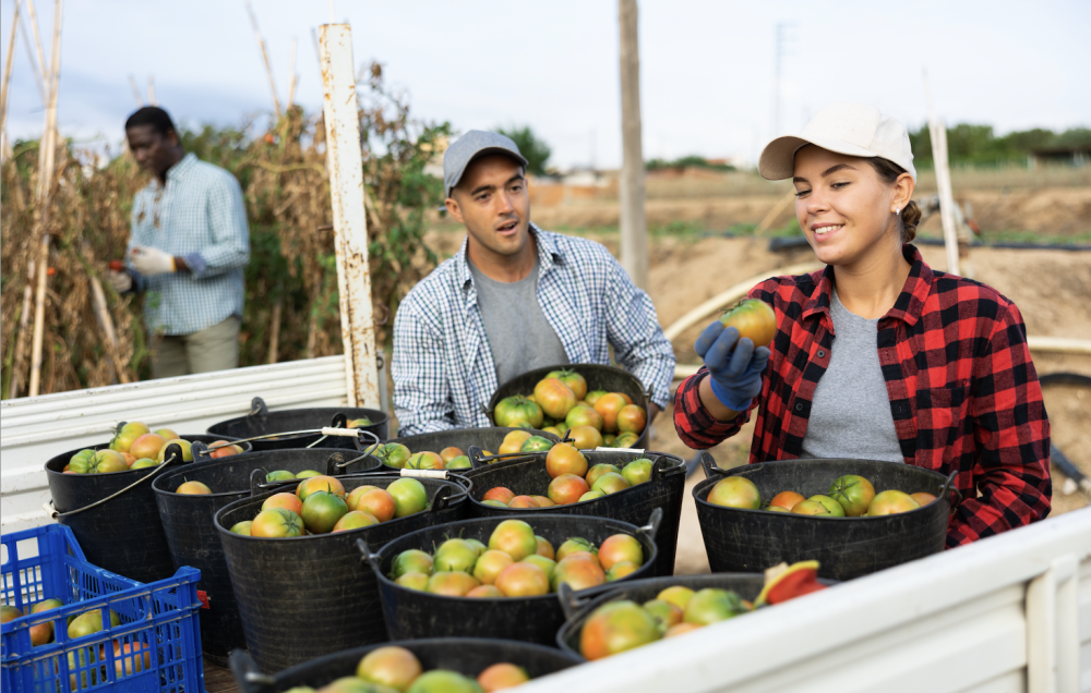 Three farm workers smiling while harvesting tomatoes in a truck bed