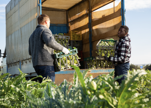 Two farm workers loading crates of leafy green produce into a truck in a field