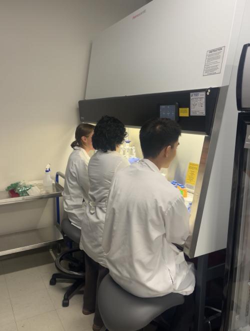 Three scientists in white lab coats working at a biosafety cabinet