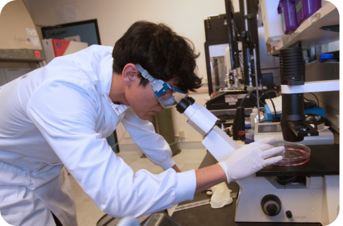 Scientist in lab coat with goggles and gloves peers into microscope holding a petri dish